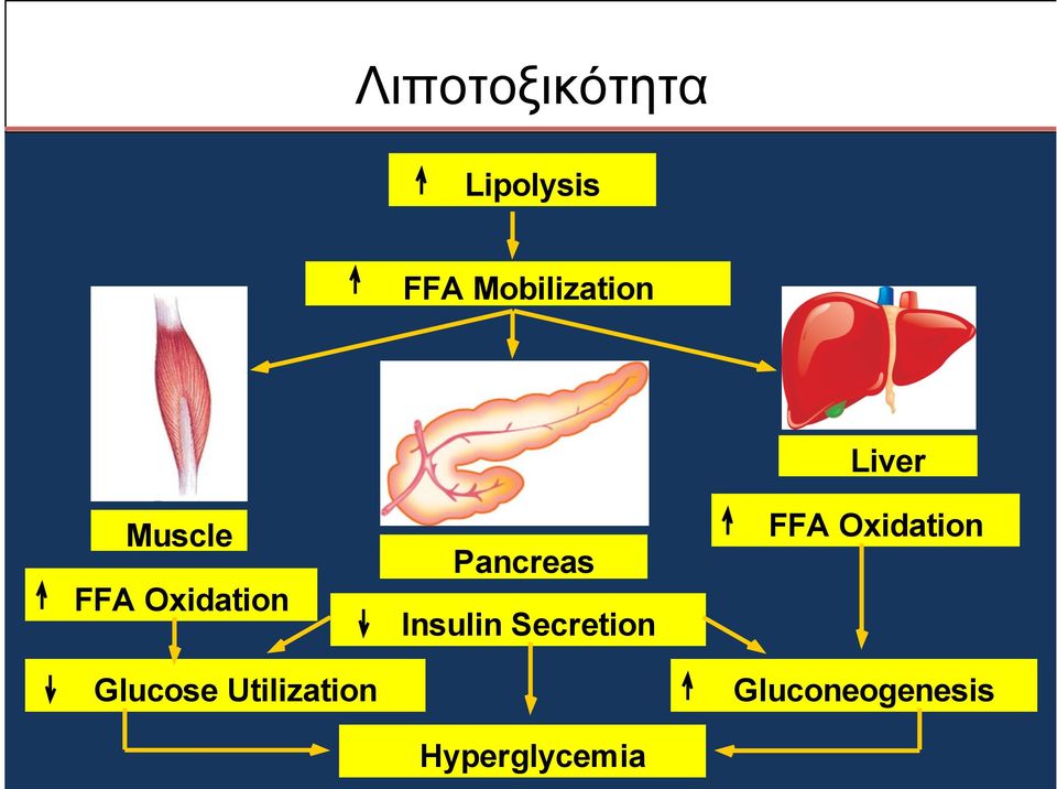 Glucose Utilization Pancreas Insulin