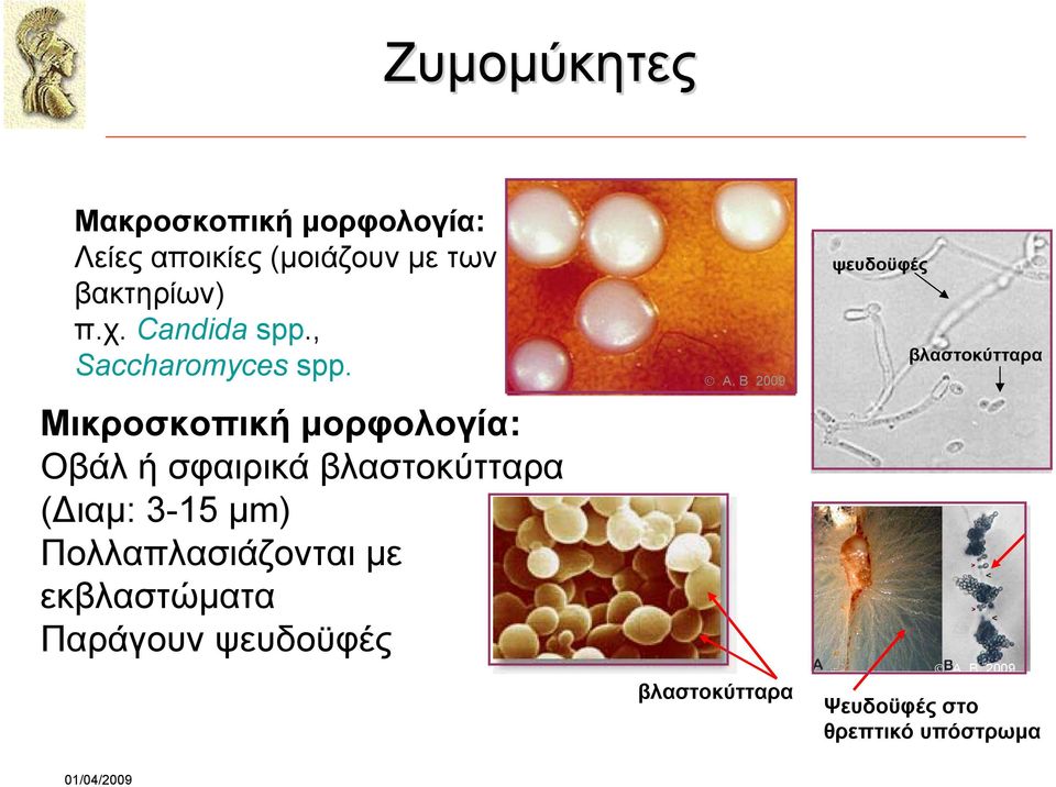 Μικροσκοπική μορφολογία: Οβάλ ή σφαιρικά βλαστοκύτταρα (Διαμ: 3-15 µm)