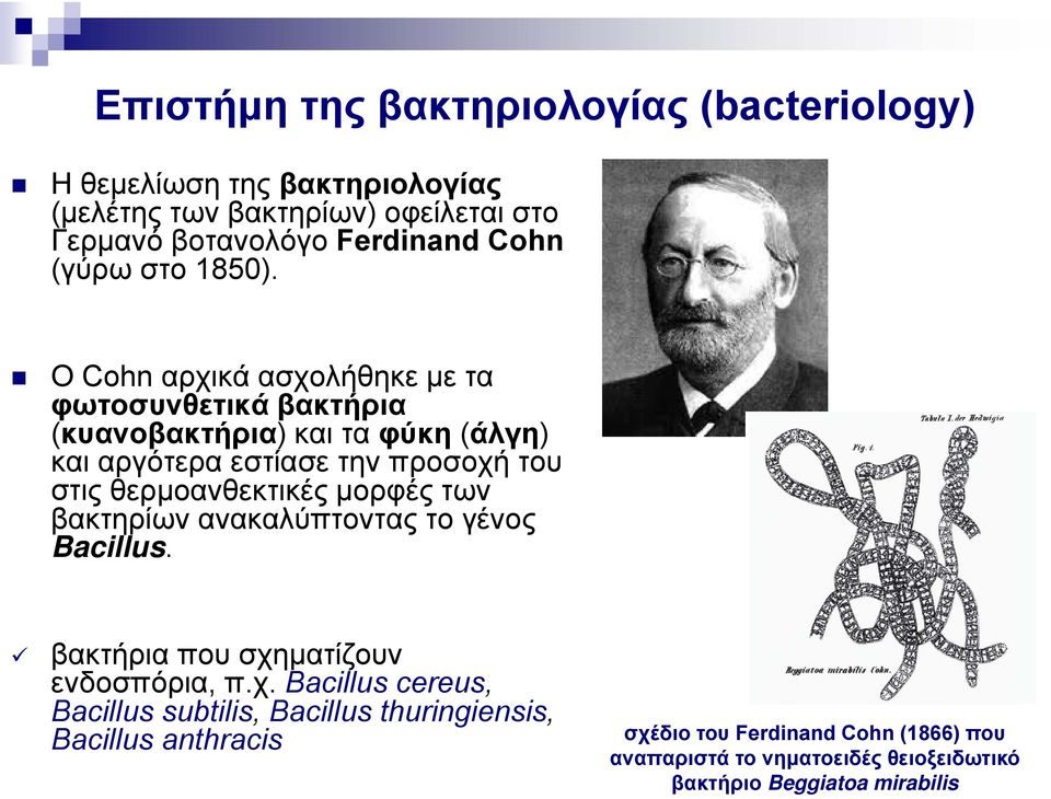 Ο Cohn αρχικά ασχολήθηκε με τα φωτοσυνθετικά βακτήρια (κυανοβακτήρια) και τα φύκη (άλγη) και αργότερα εστίασε την προσοχή του στις θερμοανθεκτικές