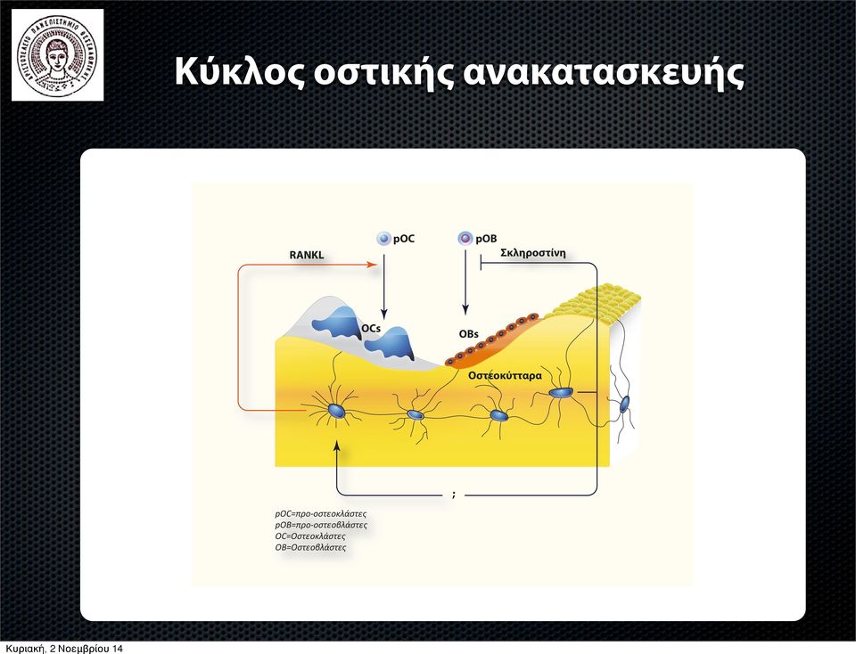 pob Σκληροστίνη