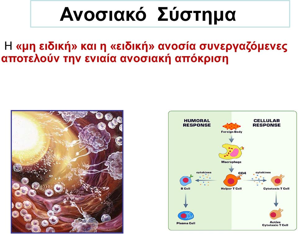 ανοσία συνεργαζόμενες