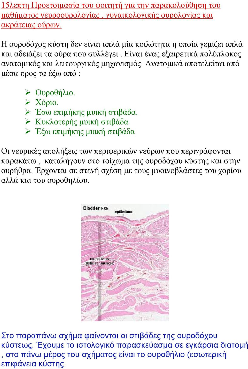 Ανατομικά αποτελείται από μέσα προς τα έξω από : Ουροθήλιο. Χόριο. Έσω επιμήκης μυική στιβάδα.