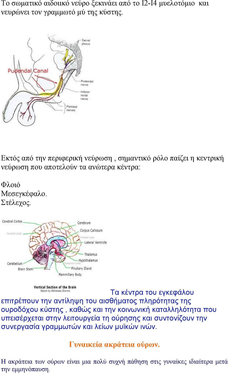 Τα κέντρα του εγκεφάλου επιτρέπουν την αντίληψη του αισθήματος πληρότητας της ουροδόχου κύστης, καθώς και την κοινωνική καταλληλότητα που υπεισέρχεται