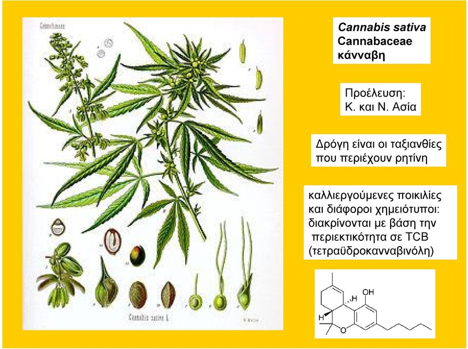 καλλιεργούμενες ποικιλίες και διάφοροι χημειότυποι: