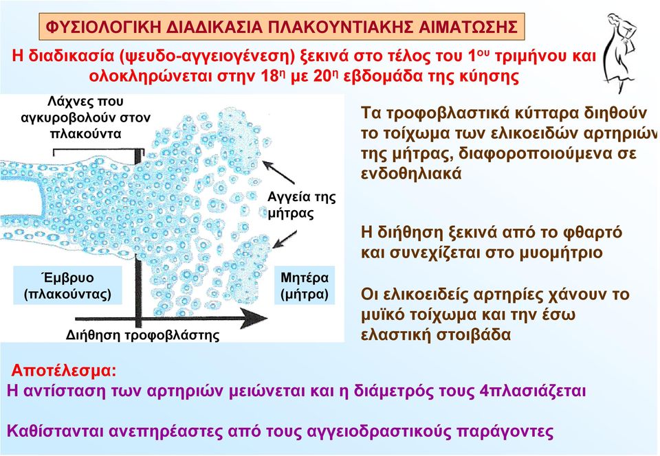 ελικοειδών αρτηριών της μήτρας, διαφοροποιούμενα σε ενδοθηλιακά Ηδιήθηση ξεκινά από το φθαρτό και συνεχίζεται στο μυομήτριο Οι ελικοειδείς αρτηρίες χάνουν το μυϊκό