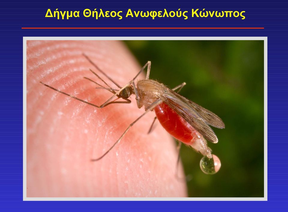 Ανωφελούς