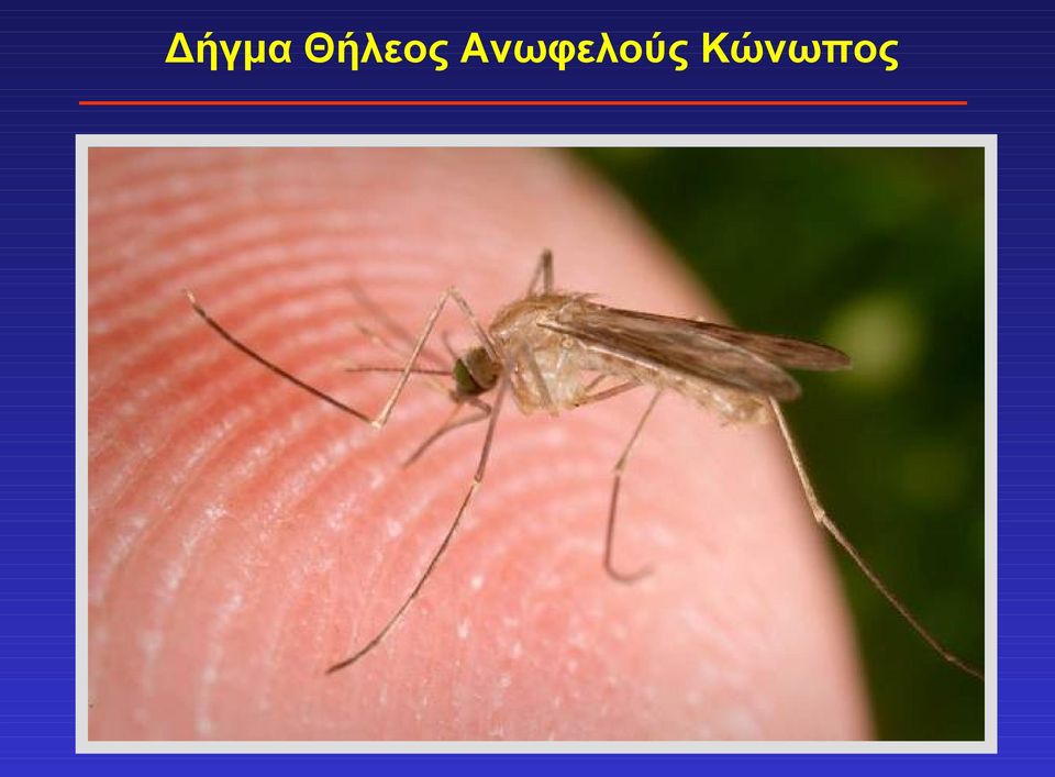 Ανωφελούς