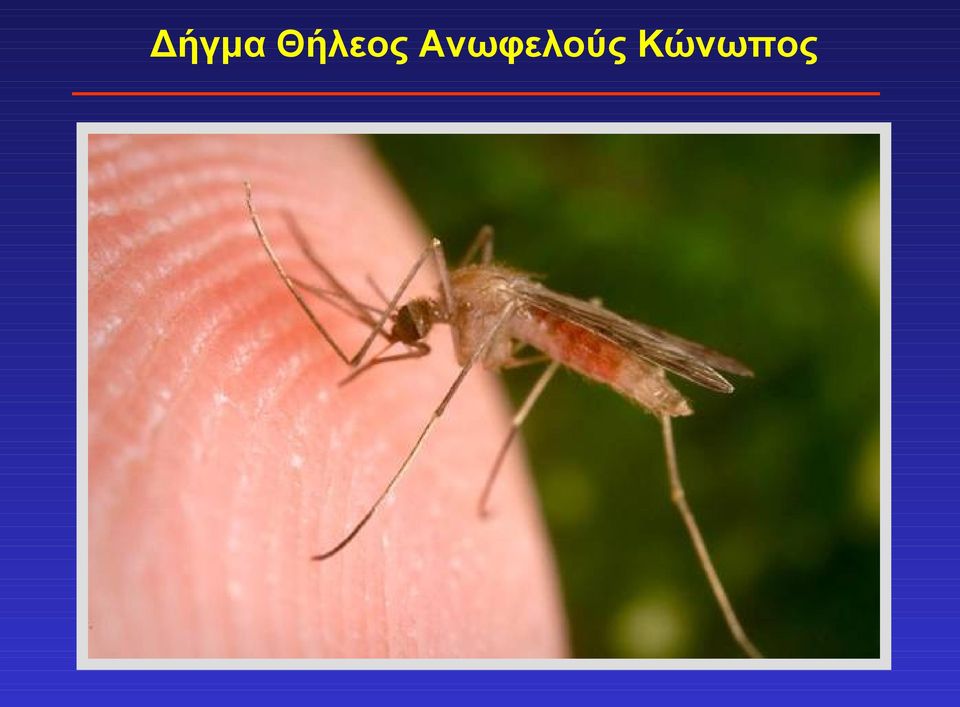 Ανωφελούς
