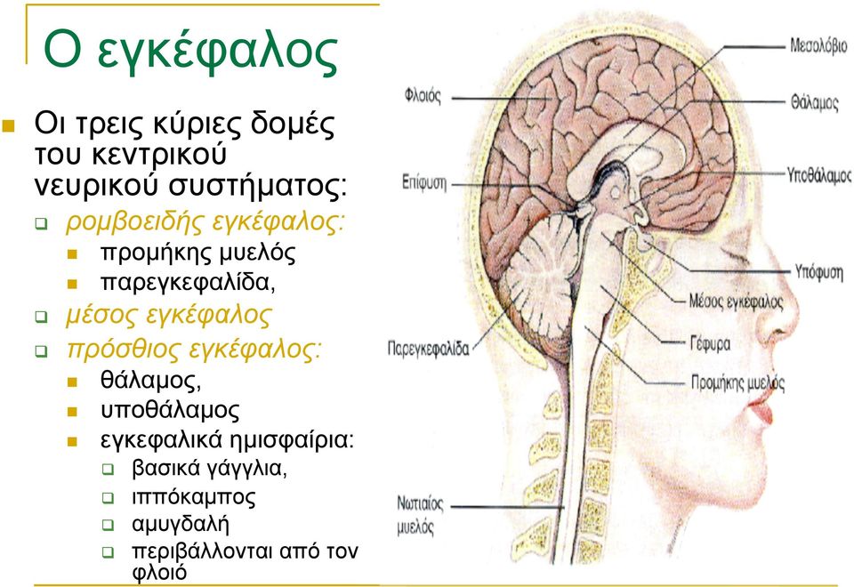 µέσος εγκέφαλος πρόσθιος εγκέφαλος: θάλαµος, υποθάλαµος