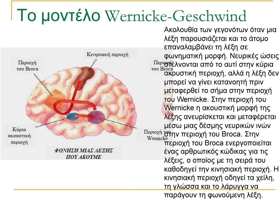 Στην περιοχή του Wernicke η ακουστική µορφή της λέξης ανευρίσκεται και µεταφέρεται µέσω µιας δέσµης νευρικών ινών στην περιοχή του Broca.