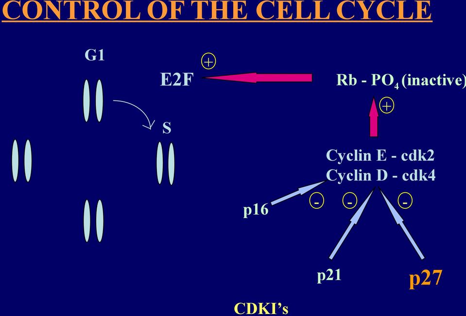 S Cyclin E - cdk2 Cyclin D -