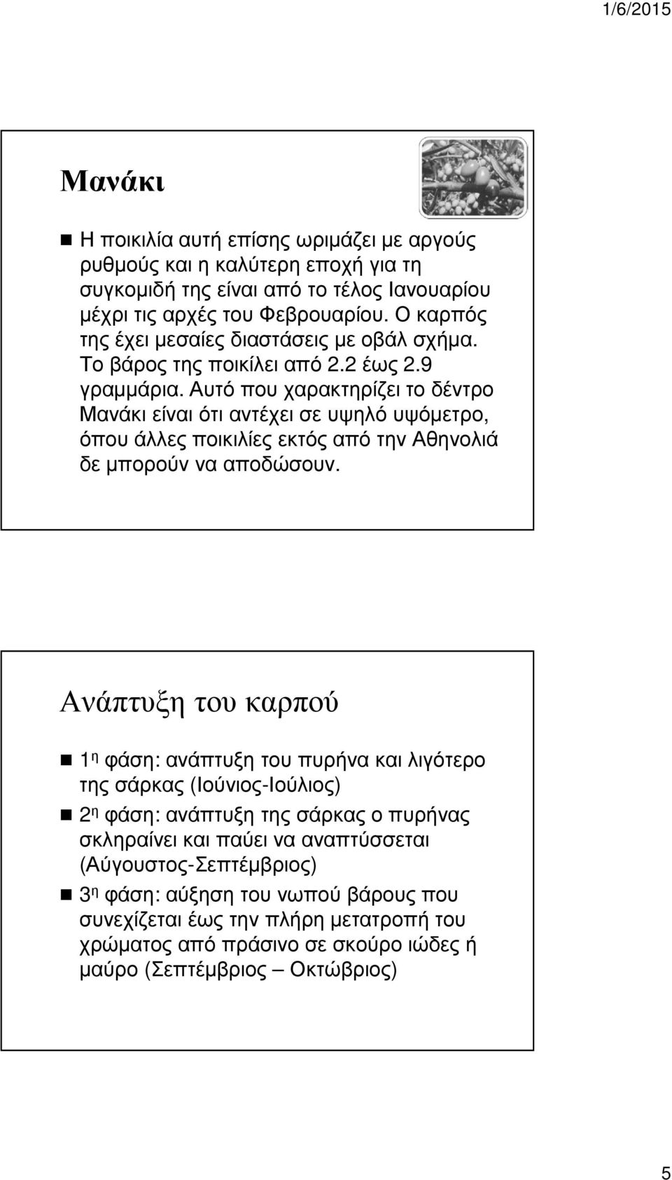 Αυτό που χαρακτηρίζει το δέντρο Μανάκι είναι ότι αντέχει σε υψηλό υψόµετρο, όπου άλλες ποικιλίες εκτός από την Αθηνολιά δε µπορούν να αποδώσουν.