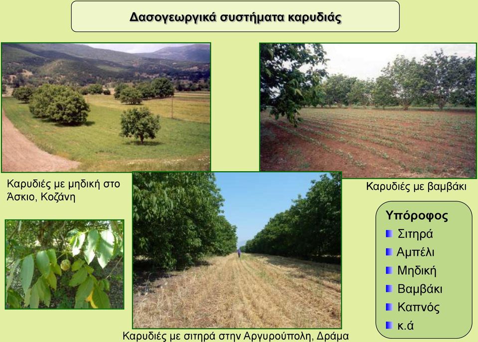 στην Αργυρούπολη, Δράμα Καρυδιές με βαμβάκι