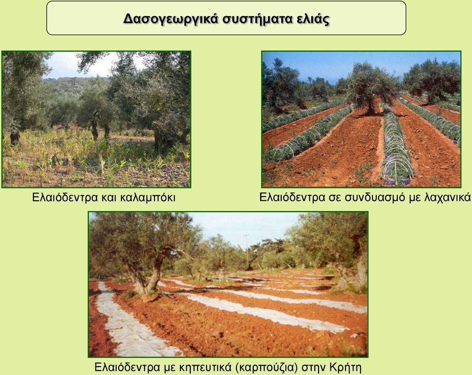 Ελαιόδεντρα σε συνδυασμό με