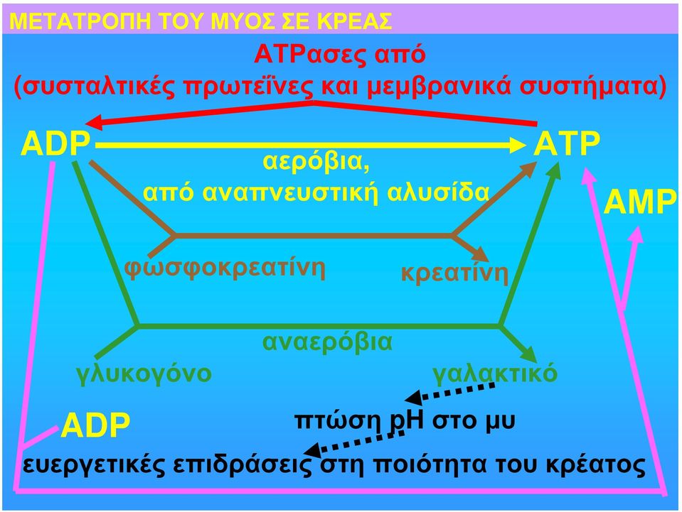 ΑΤΡ AΜP φωσφοκρεατίνη κρεατίνη αναερόβια γλυκογόνο γαλακτικό