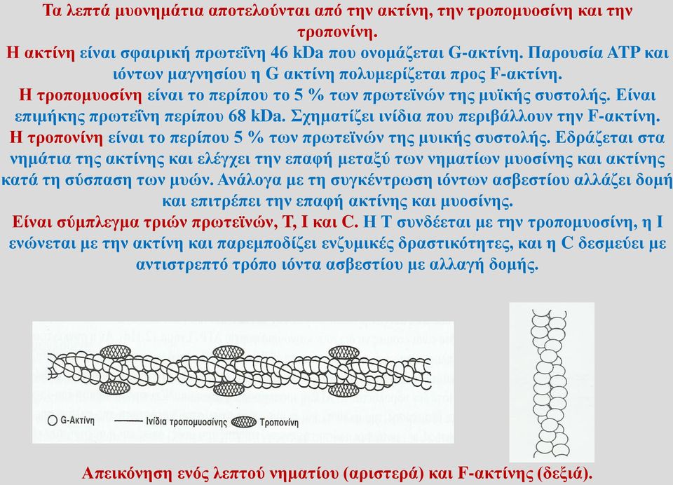 Σχηματίζει ινίδια που περιβάλλουν την F-ακτίνη. Η τροπονίνη είναι το περίπου 5 % των πρωτεϊνών της μυικής συστολής.