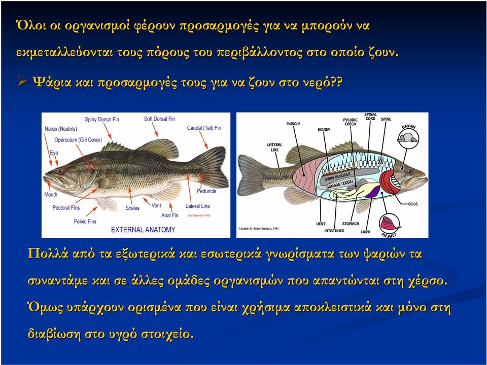 ? Πολλά από τα εξωτερικά και εσωτερικά γνωρίσµατα των ψαριών τα συναντάµε και σε άλλες οµάδες