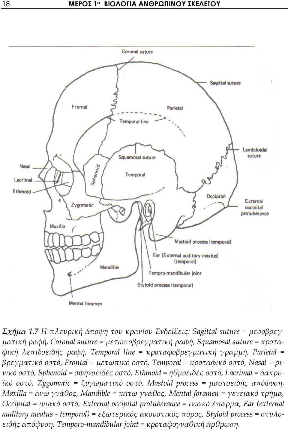 κροταφοβρεγματική γραμμή, Parietal = βρεγματικό οστό, Frontal = μετωπικό οστό, Temporal = κροταφικό οστό, Nasal = ρινικό οστό, Sphenoid = σφηνοειδές οστό, Ethmoid = ηθμοειδές οστό, Lacrimal =