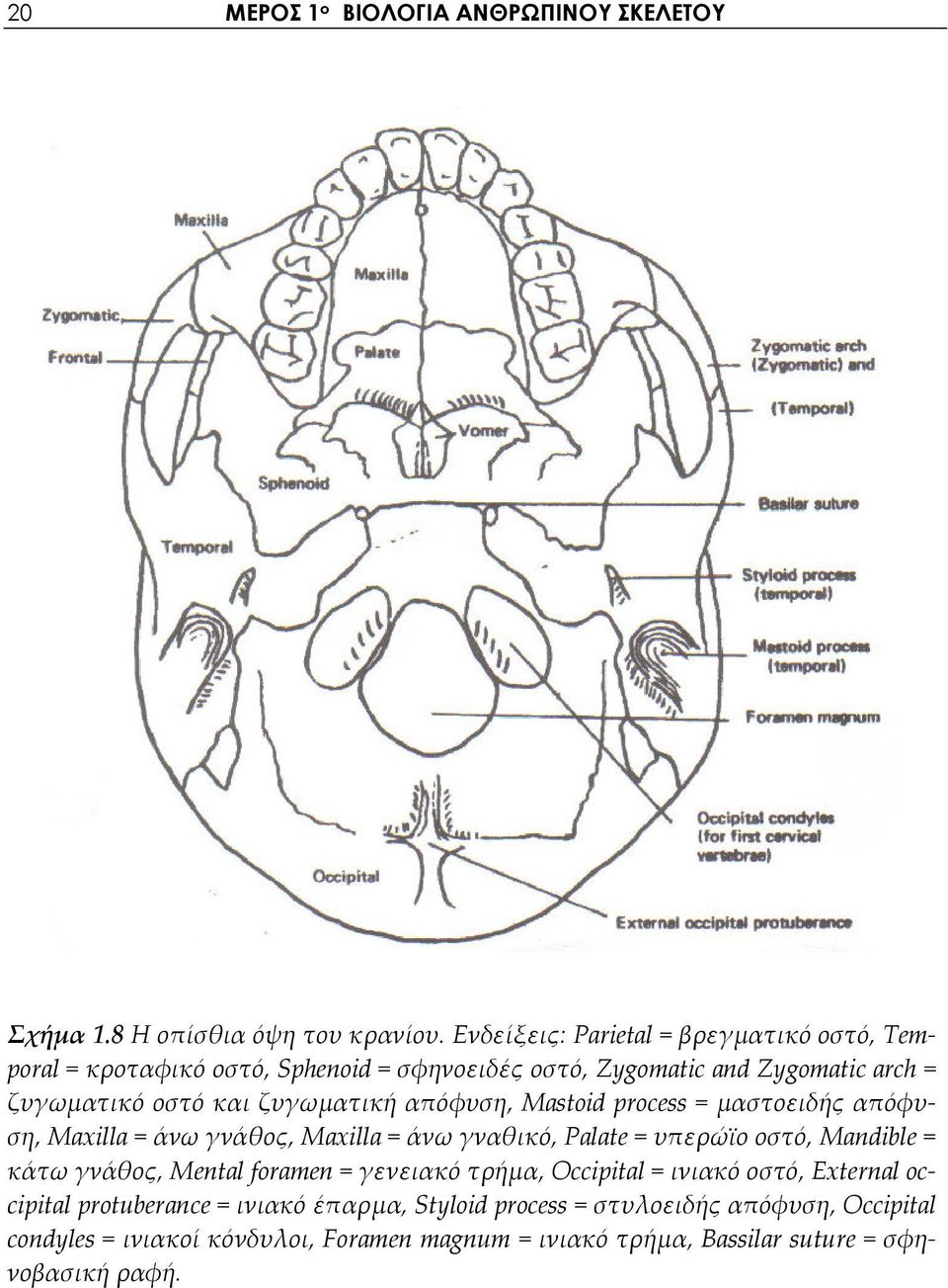 απόφυση, Mastoid process = μαστοειδής απόφυση, Maxilla = άνω γνάθος, Maxilla = άνω γναθικό, Palate = υπερώϊο οστό, Mandible = κάτω γνάθος, Mental foramen =