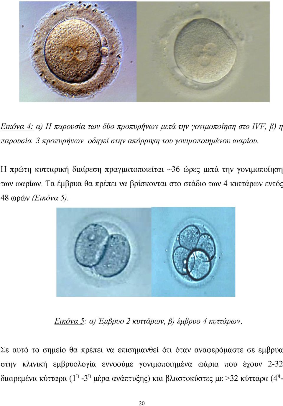 Τα έμβρυα θα πρέπει να βρίσκονται στο στάδιο των 4 κυττάρων εντός 48 ωρών (Εικόνα 5). Εικόνα 5: α) Έμβρυο 2 κυττάρων, β) έμβρυο 4 κυττάρων.