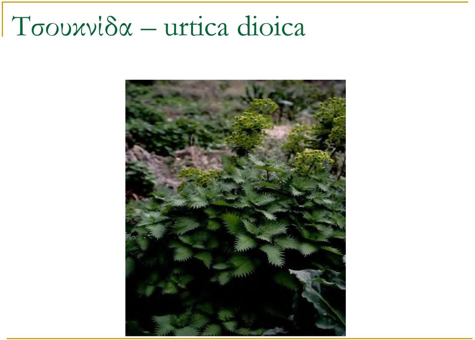 dioica