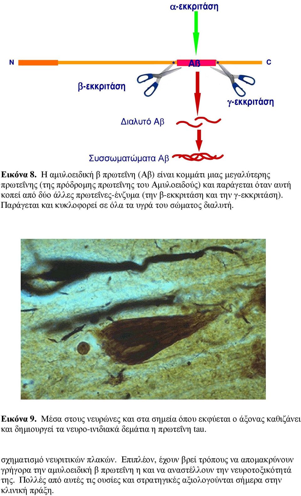 β-εκκριτάση και την γ-εκκριτάση). Παράγεται και κυκλοφορεί σε όλα τα υγρά του σώµατος διαλυτή. Εικόνα 9.