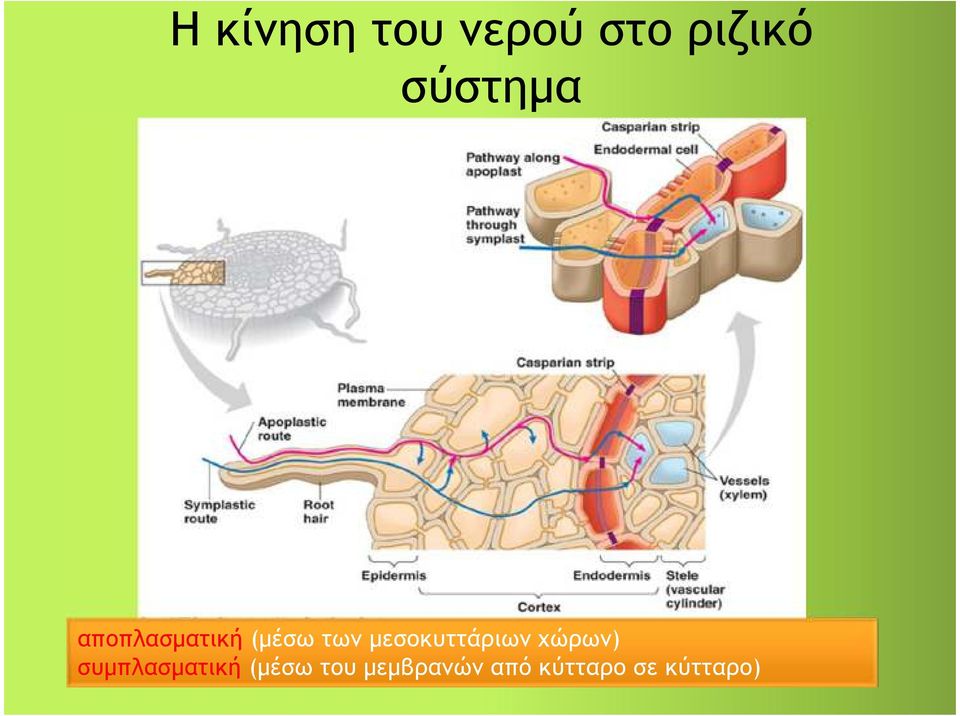 μεσοκυττάριων χώρων) συμπλασματική