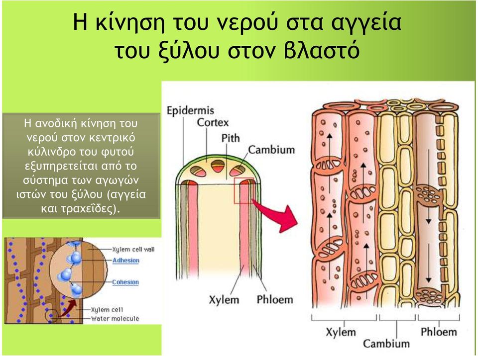 κύλινδρο του φυτού εξυπηρετείται από το σύστημα