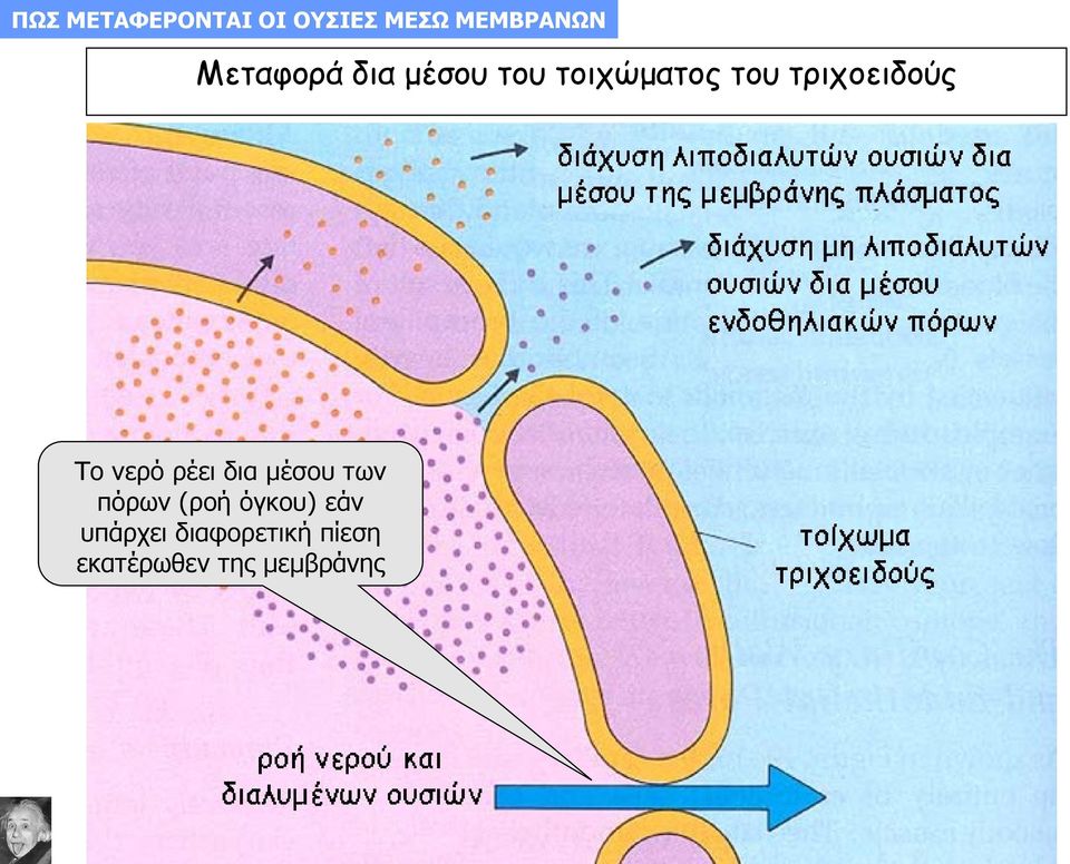 τριχοειδούς Το νερό ρέει δια μέσου των πόρων