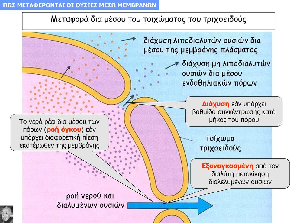 διαφορετική πίεση εκατέρωθεν της μεμβράνης Διάχυση εάν υπάρχει βαθμίδα