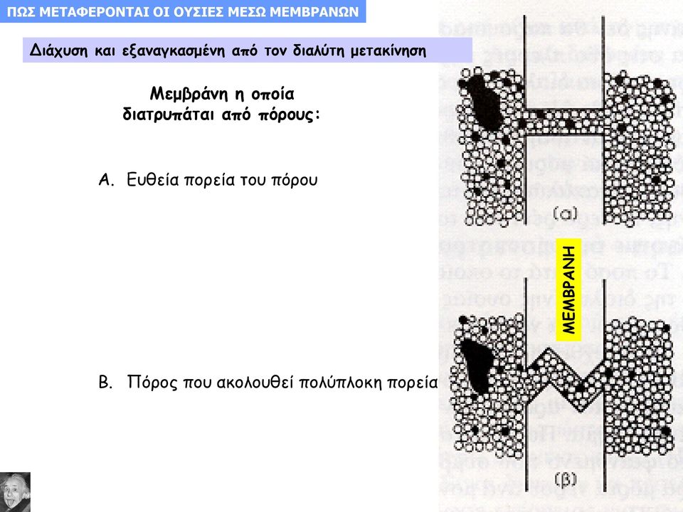 Μεμβράνη η οποία διατρυπάται από πόρους: Α.