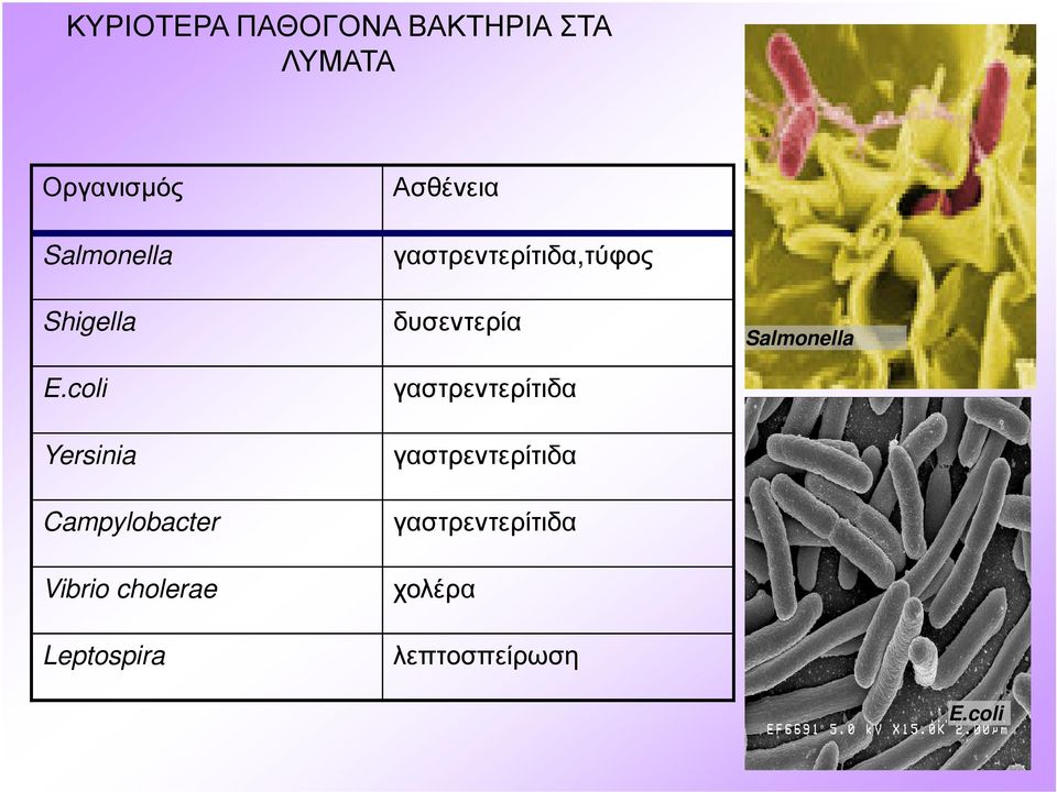 coli γαστρεντερίτιδα Yersinia γαστρεντερίτιδα Campylobacter