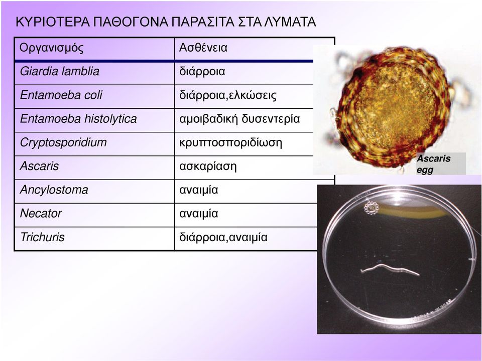 Ancylostoma Necator Trichuris Ασθένεια διάρροια διάρροια,ελκώσεις