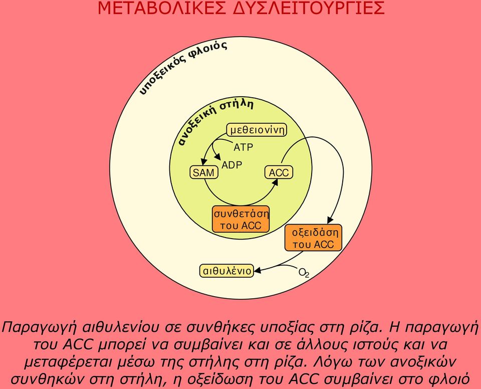 ρίζα. Η παραγωγή του ACC μπορεί να συμβαίνει και σε άλλους ιστούς και να μεταφέρεται μέσω