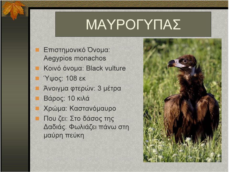 φτερών: 3 µέτρα Βάρος: 10 κιλά Χρώµα: Καστανόµαυρο