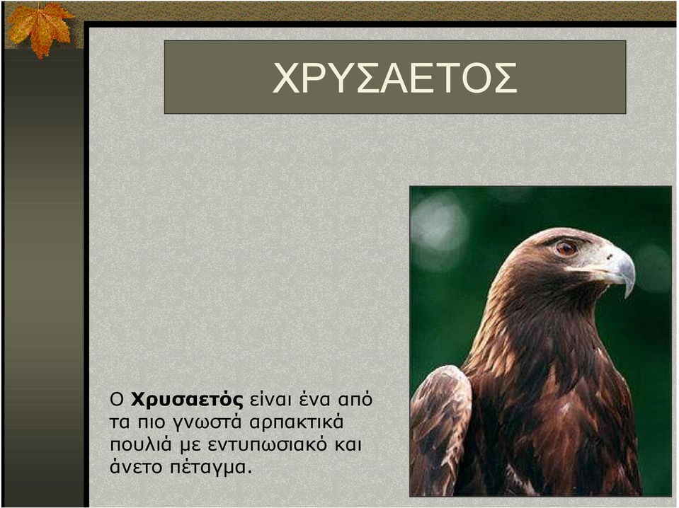 αρπακτικά πουλιά µε