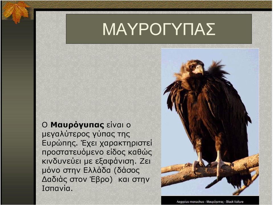 Έχει χαρακτηριστεί προστατευόµενο είδος καθώς