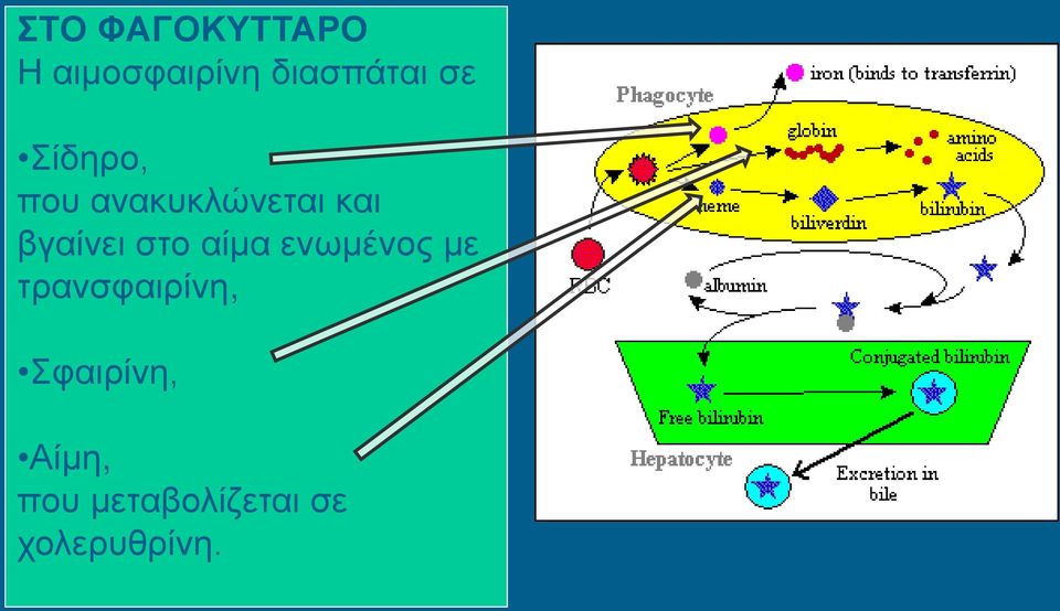 στο αίμα ενωμένος με τρανσφαιρίνη,