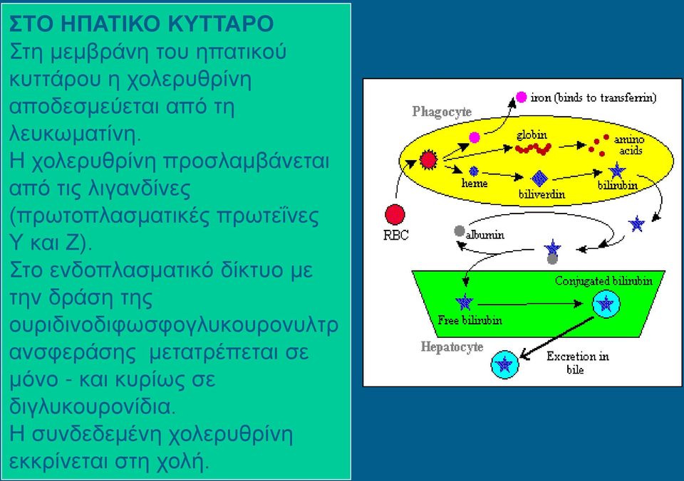 Η χολερυθρίνη προσλαμβάνεται από τις λιγανδίνες (πρωτοπλασματικές πρωτεΐνες Υ και Ζ).