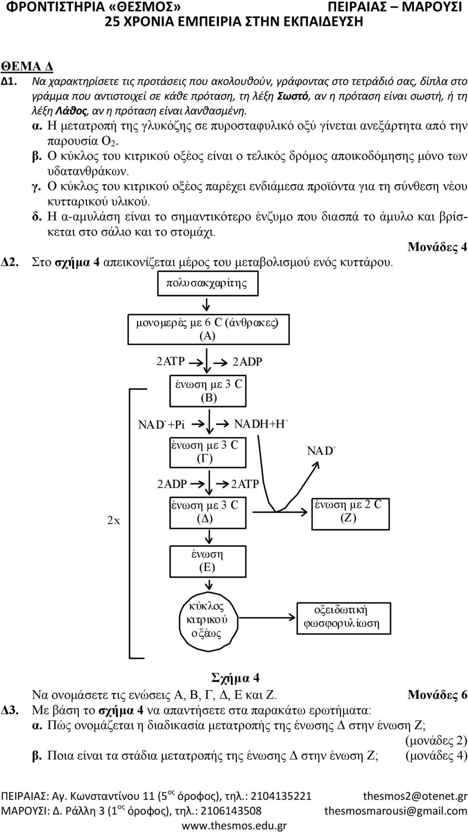 είναι λανθασμένη. α. Η μετατροπή της γλυκόζης σε πυροσταφυλικό οξύ γίνεται ανεξάρτητα από την παρουσία Ο. β. Ο κύκλος του κιτρικού οξέος είναι ο τελικός δρόμος αποικοδόμησης μόνο των υδατανθράκων. γ. Ο κύκλος του κιτρικού οξέος παρέχει ενδιάμεσα προϊόντα για τη σύνθεση νέου κυτταρικού υλικού.