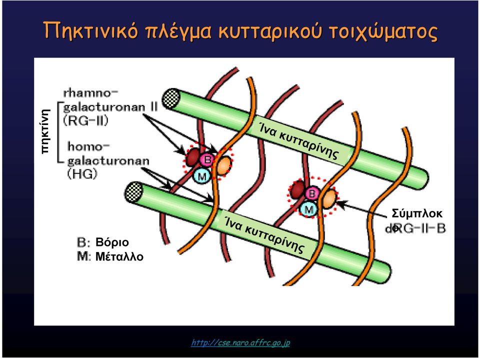 κυτταρίνης Βόριο Μέταλλο Ίνα