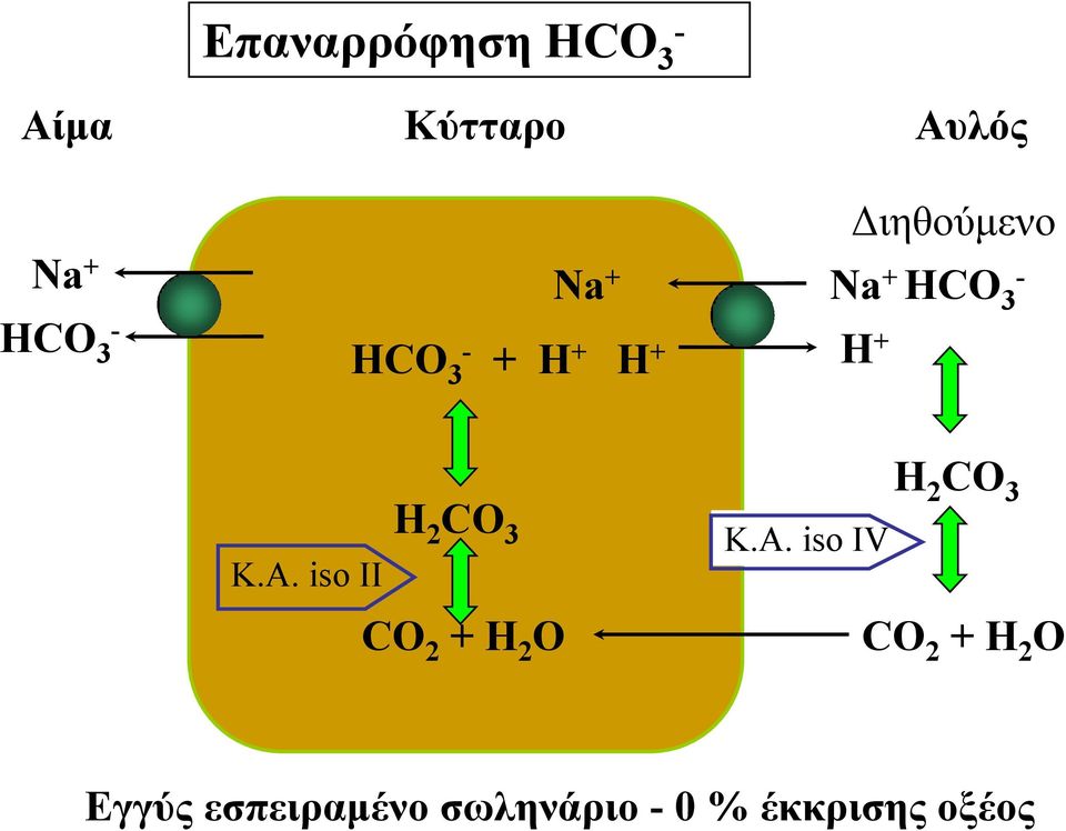 iso II H 2 CO 3 CO 2 + H 2 O Κ.A.