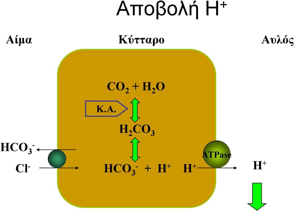 H 2 CO 3 HCO 3 - Cl -