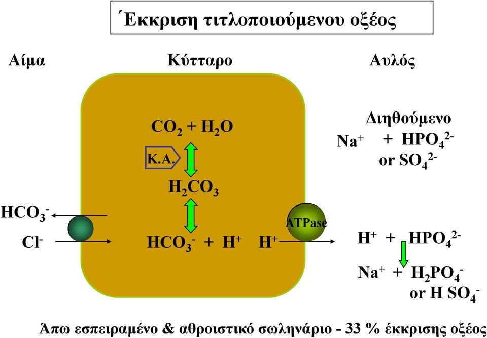 HCO 3 - + H + H + ATPase H + + HPO 4 2- Na + + H 2 PO 4 - or H