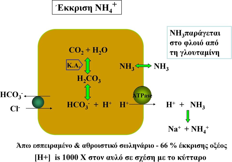 NH 3 NH 3 H 2 CO 3 HCO 3 - Cl - HCO 3 - + H + H + ATPase H + + NH