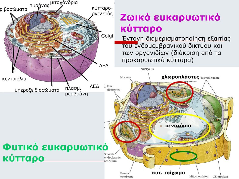 οργανιδίων (διάκριση από τα προκαρυωτικά κύτταρα) κεντριόλια υπεροξειδιοσώματα