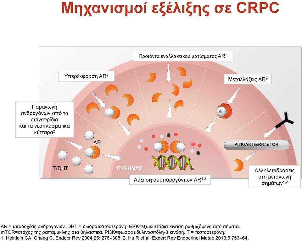 = υποδοχέας ανδρογόνων. DHT = διϋδροτεστοστερόνη. ERK=εξωκυττάρια κινάση ρυθμιζόμενη από σήματα. mtor=στόχος της ραπαμυκίνης στα θηλαστικά.