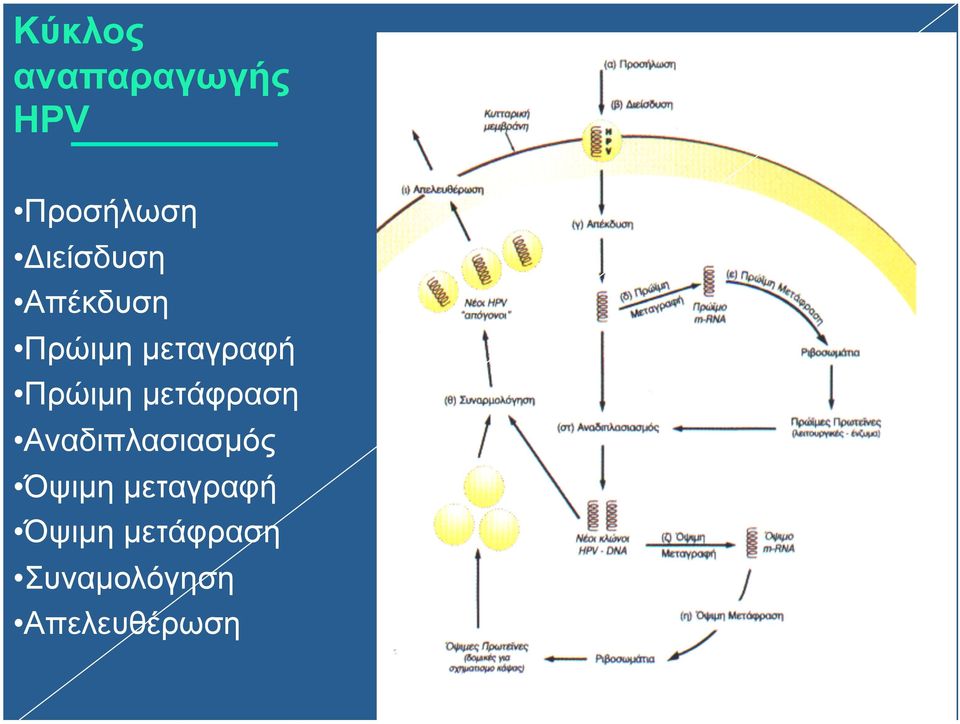 Πρώιµη µετάφραση Αναδιπλασιασµός Όψιµη