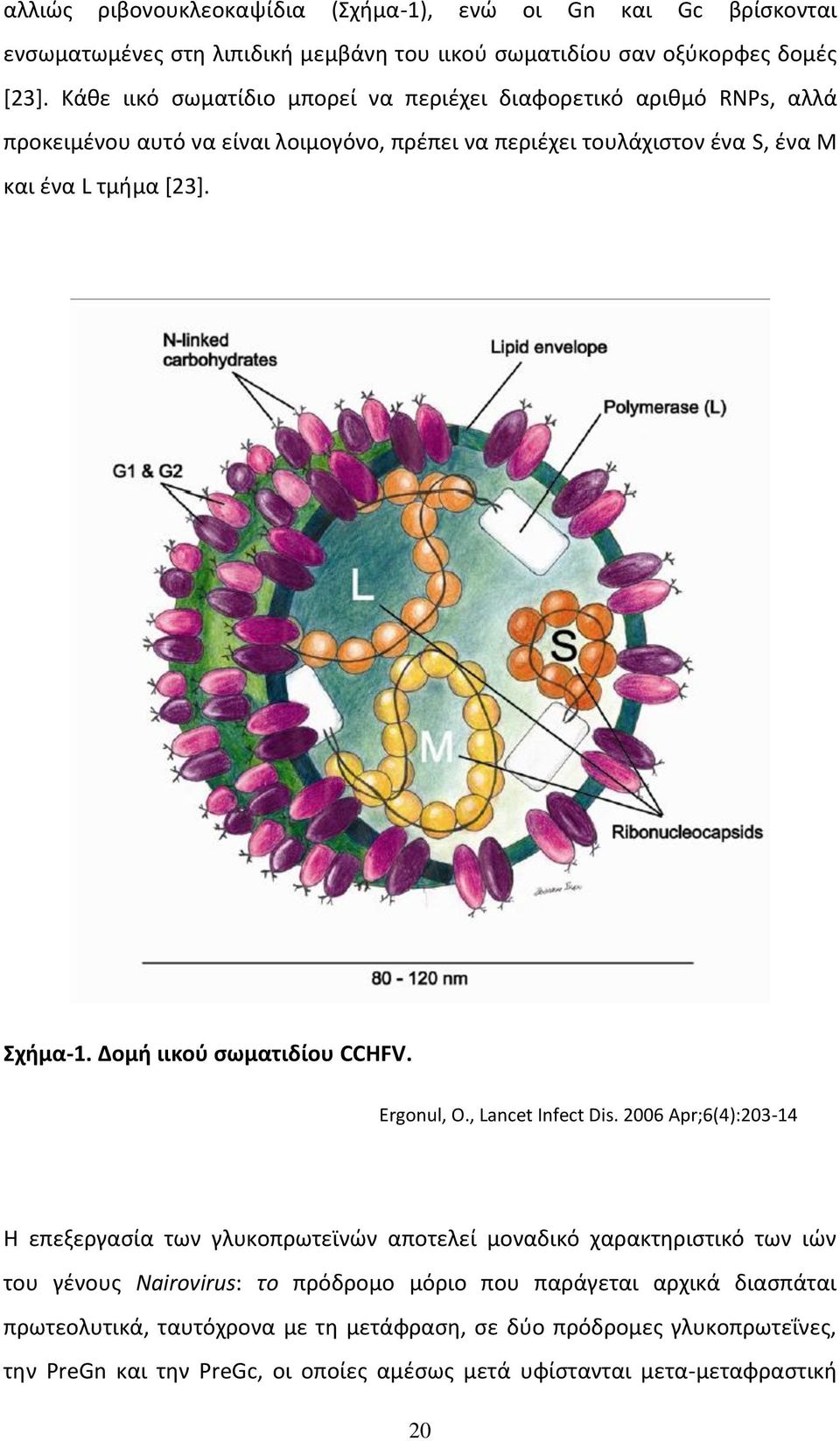 Σχήμα-1. Δομή ιικού σωματιδίου CCHFV. Ergonul, O., Lancet Infect Dis.