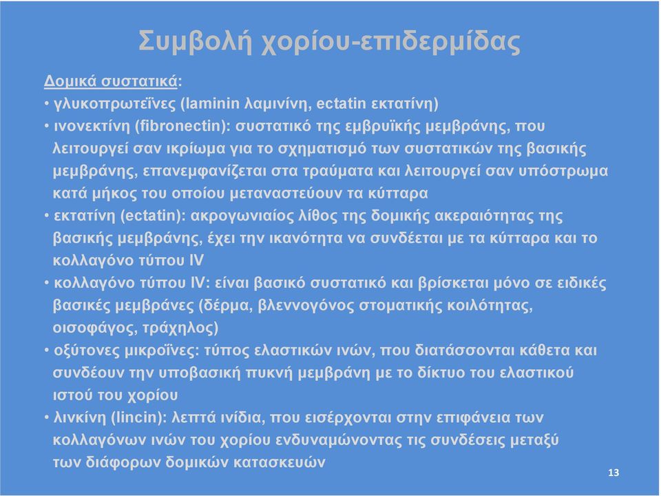 δοµικής ακεραιότητας της βασικής µεµβράνης, έχει την ικανότητα να συνδέεται µε τα κύτταρα και το κολλαγόνο τύπου IV κολλαγόνο τύπου IV: είναι βασικό συστατικό και βρίσκεται µόνο σε ειδικές βασικές